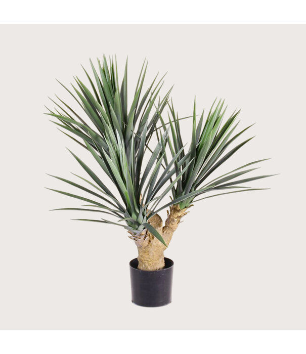 Yucca Rostrata UV H70