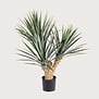 Yucca Rostrata UV H70