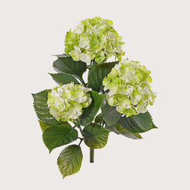 Hydrangea Green White H43 UV