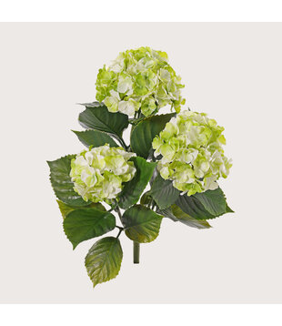 Hydrangea Green White H43 UV