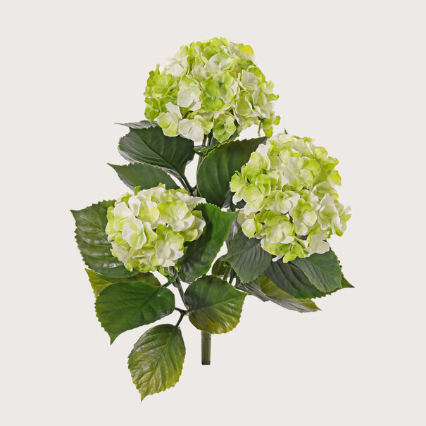 Hortensia Groen Wit H43 UV