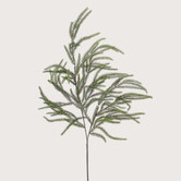 Cryptomeria Tak H90