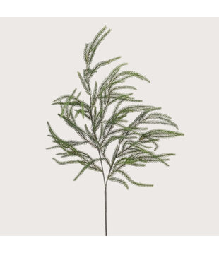 Cryptomeria Spray H90