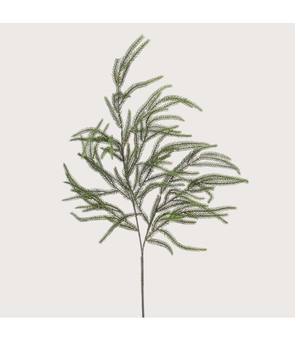 Cryptomeria Spray H90