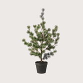 Cedar Pine in pot H80 D55
