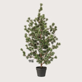 Cedar Pine in pot H120