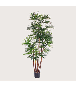 Babyblad Palm UV Groen H160 D80