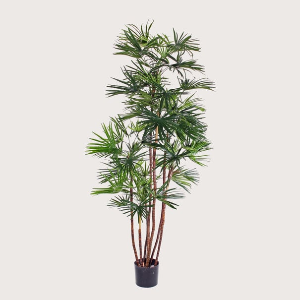 Babyblad Palm UV Groen H160 D80