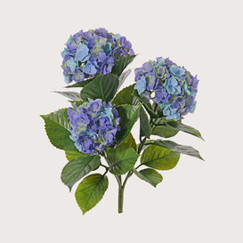 Hortensia Blauw H43 UV