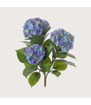 Hydrangea Blue H43 UV