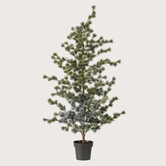 Cedar Pine in pot H150 D75