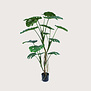 Monstera H150 D80