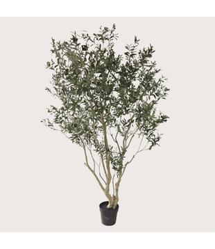 Olijfboom XL H260 D150