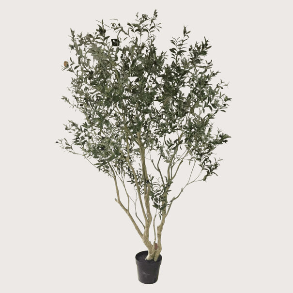 Olijfboom XL H260 D150
