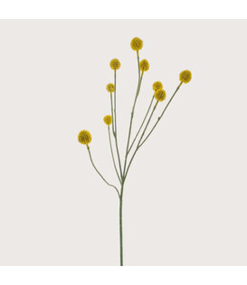 Craspedia Branch Yellow H83