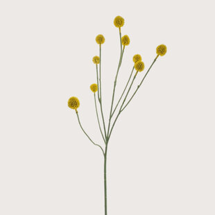 Craspedia Branch Yellow H83