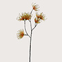 Spider Branch Yellow H70