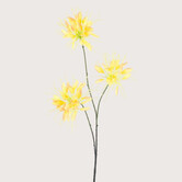 Spider Flower Branch Yellow H94