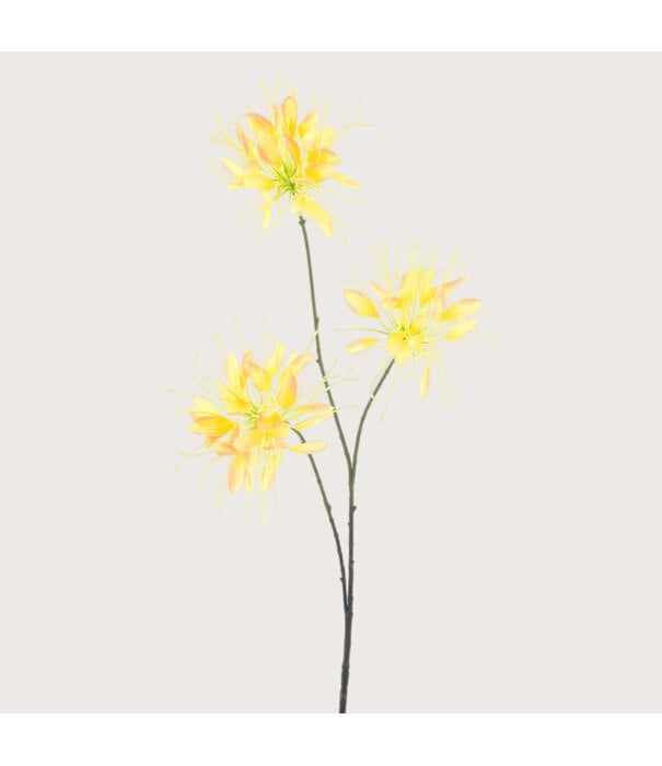 Spider Flower Branch Yellow H94