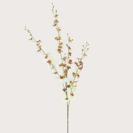 Oncidium Orchid Tak Creme H93