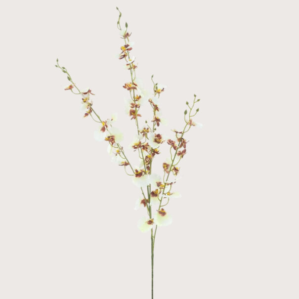 Oncidium Orchid Tak Creme H93