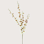 Oncidium Orchid Tak Creme H93