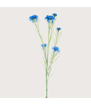 Centaurea Tak Yuki Blauw H95