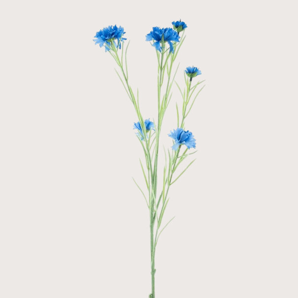 Centaurea Branch Yuki Blue H95