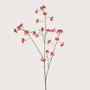 Euonymus Tak Fuchsia H90