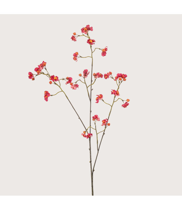 Euonymus Tak Fuchsia H90