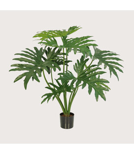 Philodendron Selloum Green FR H80 (Fire-retardant)