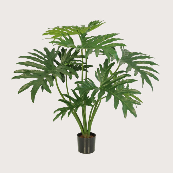 Philodendron Selloum Green FR H80 (Fire-retardant)