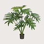 Philodendron Selloum Groen FR H80 (Brandvertragend)