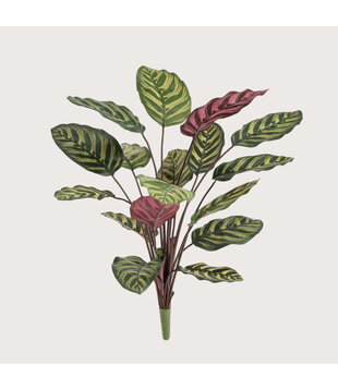 Calathea Rood/Groen H60 FR (Brandvertragend)