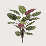 Calathea Rood/Groen H60 FR (Brandvertragend)