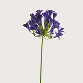 Agapanthus Tak Blauw H75