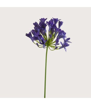 Agapanthus Tak Blauw H75