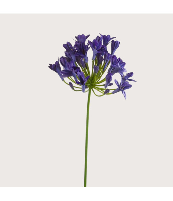 Agapanthus Branch Blue H75