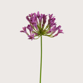 Agapanthus Tak Paars H75