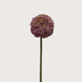 Allium Paars H75