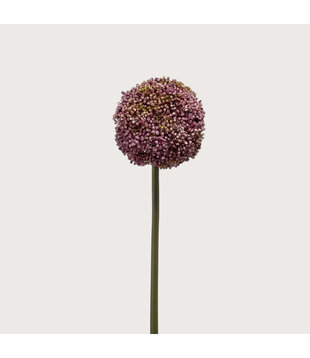 Allium Paars H75