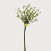 Allium Branch Cream H70