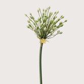 Allium Tak Crème H70