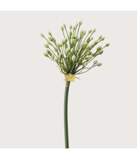 Allium Branch Cream H70
