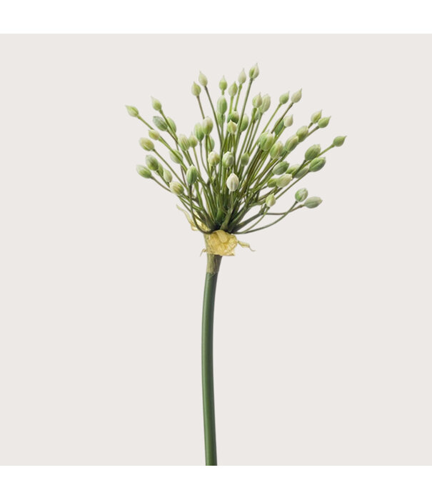 Allium Tak Crème H70