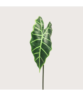 Alocasia Leaf Green H60