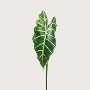 Alocasia Leaf Green H60