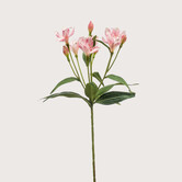 Alstroemeria Pink H70