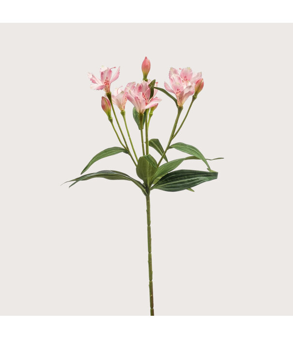 Alstroemeria Pink H70