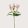 Alstroemeria Roze H70